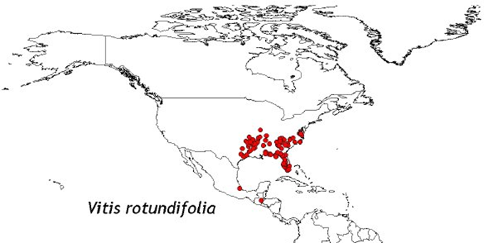 Vitis rotundifolia (grape) distribution