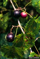 Vitis rotundifolia (grape)