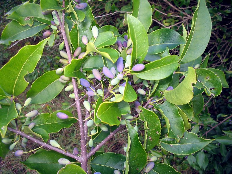 F. rhamnifolia (olive)